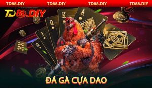 Đá gà cựa dao